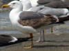3cy graellsii LBBG in June, ringed in the Netherlands. (135385 bytes)